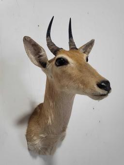 REEDBUCK TAXIDERMY SHOULDER MOUNT
