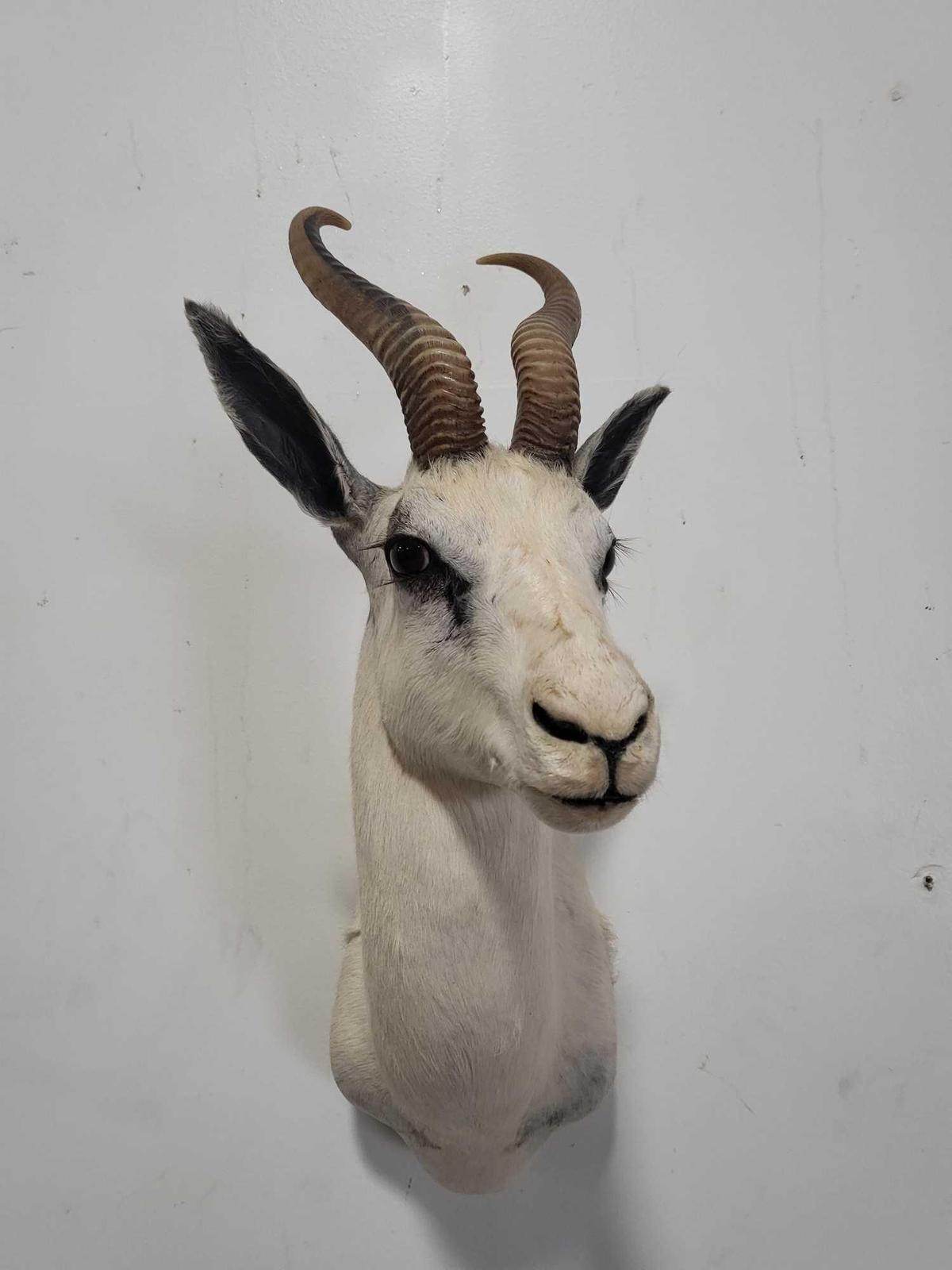WHITE SPRINGBOK TAXIDERMY SHOULDER MOUNT