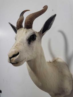 WHITE SPRINGBOK TAXIDERMY SHOULDER MOUNT