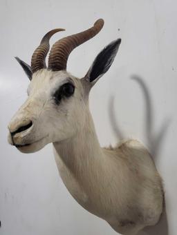 WHITE SPRINGBOK TAXIDERMY SHOULDER MOUNT
