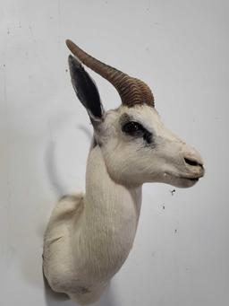 WHITE SPRINGBOK TAXIDERMY SHOULDER MOUNT
