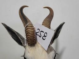 WHITE SPRINGBOK TAXIDERMY SHOULDER MOUNT