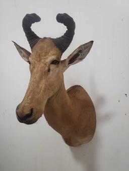 LITIHSTAG TAXIDERMY SHOULDER MOUNT