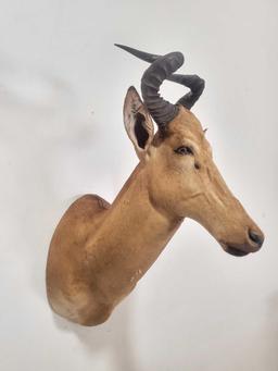 LITIHSTAG TAXIDERMY SHOULDER MOUNT