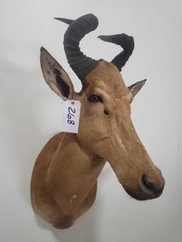 LITIHSTAG TAXIDERMY SHOULDER MOUNT
