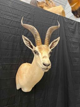 Grant Gazelle