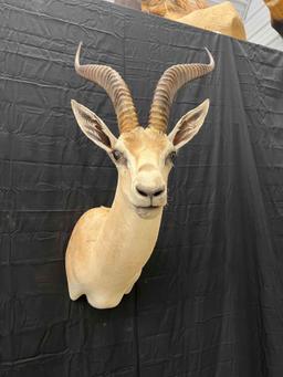 Grant Gazelle