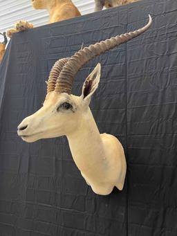 Grant Gazelle