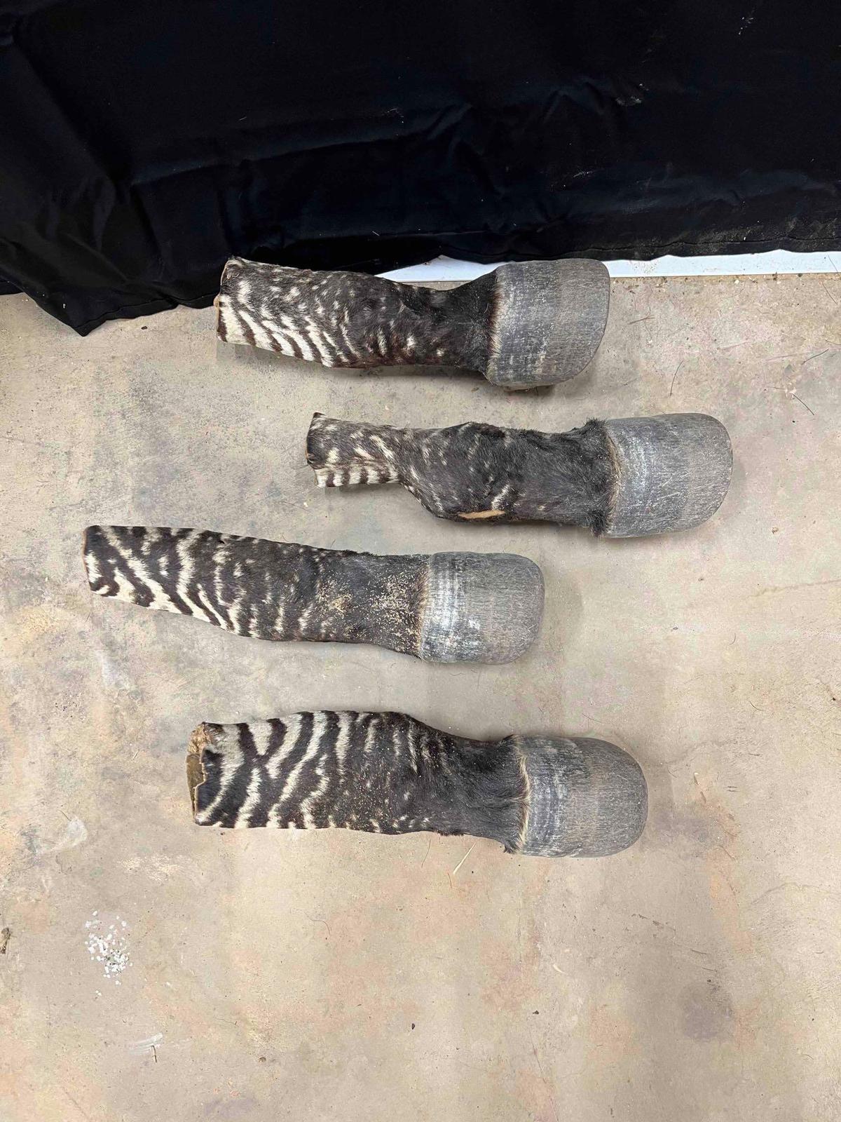 Zebra Feet