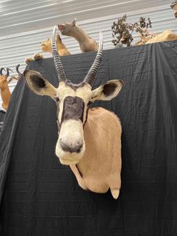 Gemsbok Mount