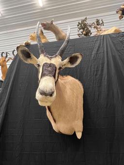 Gemsbok Mount