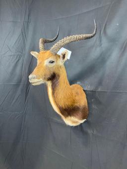 Black Lechwe