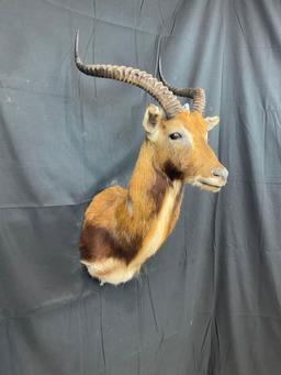 Black Lechwe