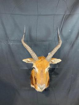 Black Lechwe