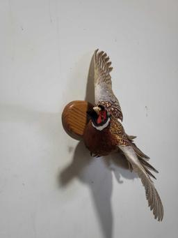 RINGNECK PHEASANT TAXIDERMY MOUNT