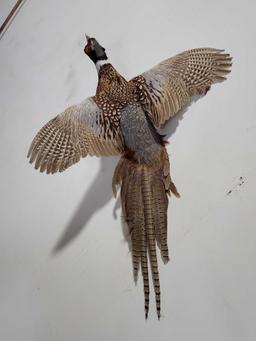 RINGNECK PHEASANT TAXIDERMY MOUNT