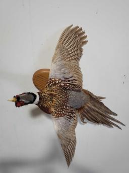 RINGNECK PHEASANT TAXIDERMY MOUNT