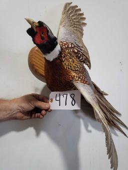 RINGNECK PHEASANT TAXIDERMY MOUNT
