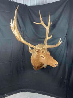 Elk Shoulder Mount