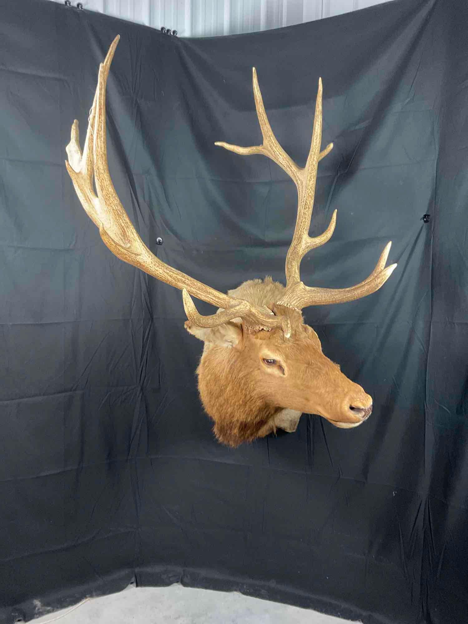 Elk Shoulder Mount