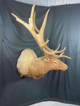 Elk Shoulder Mount
