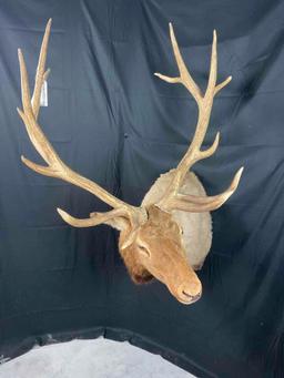 Elk Shoulder Mount