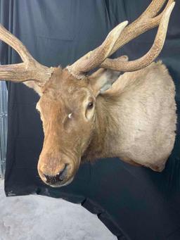 Elk Shoulder Mount