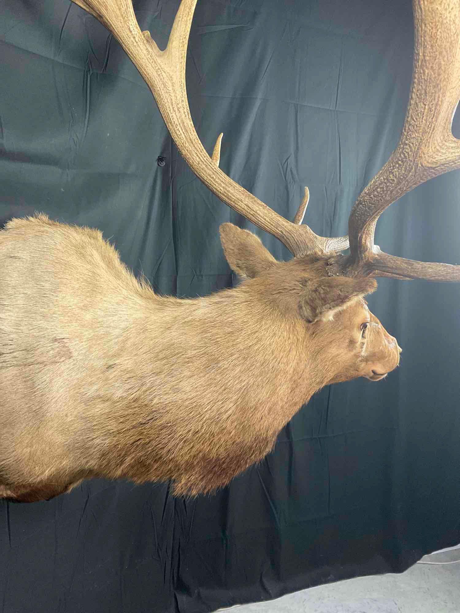 Elk Shoulder Mount