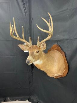 Whitetail Shoulder Mount
