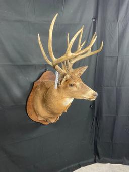 Whitetail Shoulder Mount