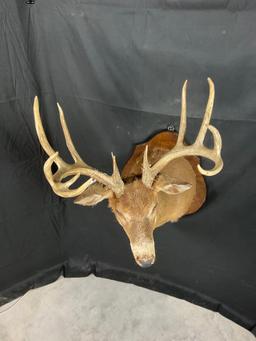 Whitetail Shoulder Mount