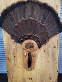 TAXIDERMY TURKEY TAIL