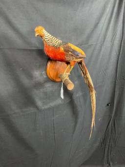 Yellow Pheasant