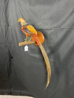 Yellow Pheasant
