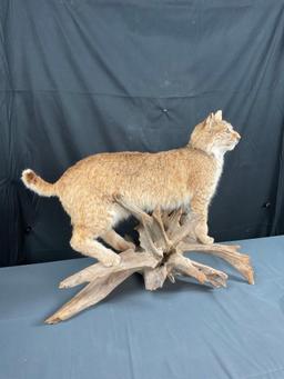 Full Body Bobcat