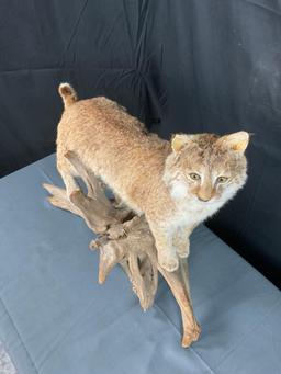 Full Body Bobcat