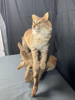 Full Body Bobcat