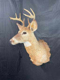Whitetail Mount