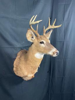Whitetail Mount