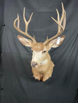 Mule Deer Mount