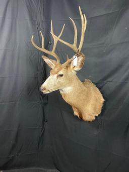 Mule Deer Mount