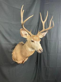 Mule Deer Mount