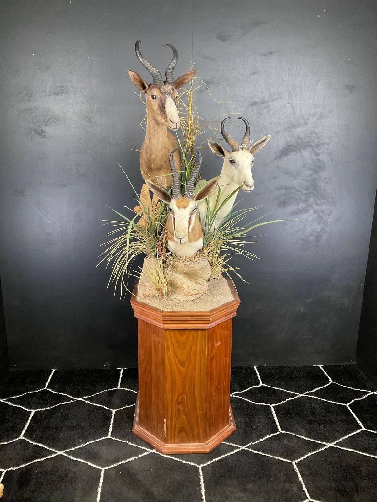Triple African Springbuck on Pedestal