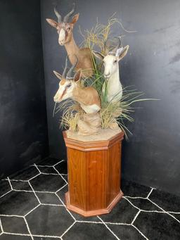 Triple African Springbuck on Pedestal