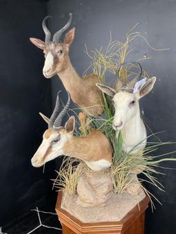 Triple African Springbuck on Pedestal