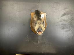 Wild Boar Shoulder Mount