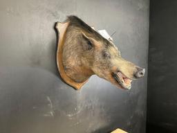Wild Boar Shoulder Mount