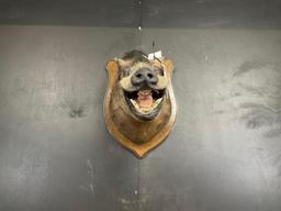 Wild Boar Shoulder Mount