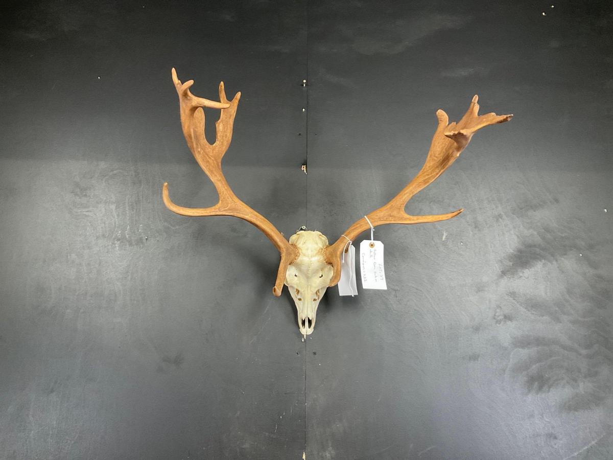 Fallow Deer Rack on skull