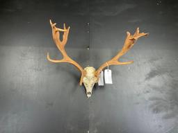 Fallow Deer Rack on skull